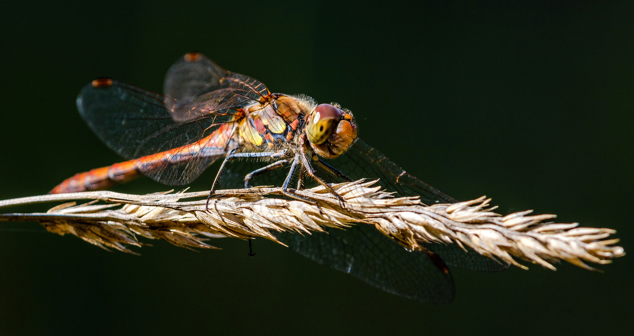 Libellen_Makro