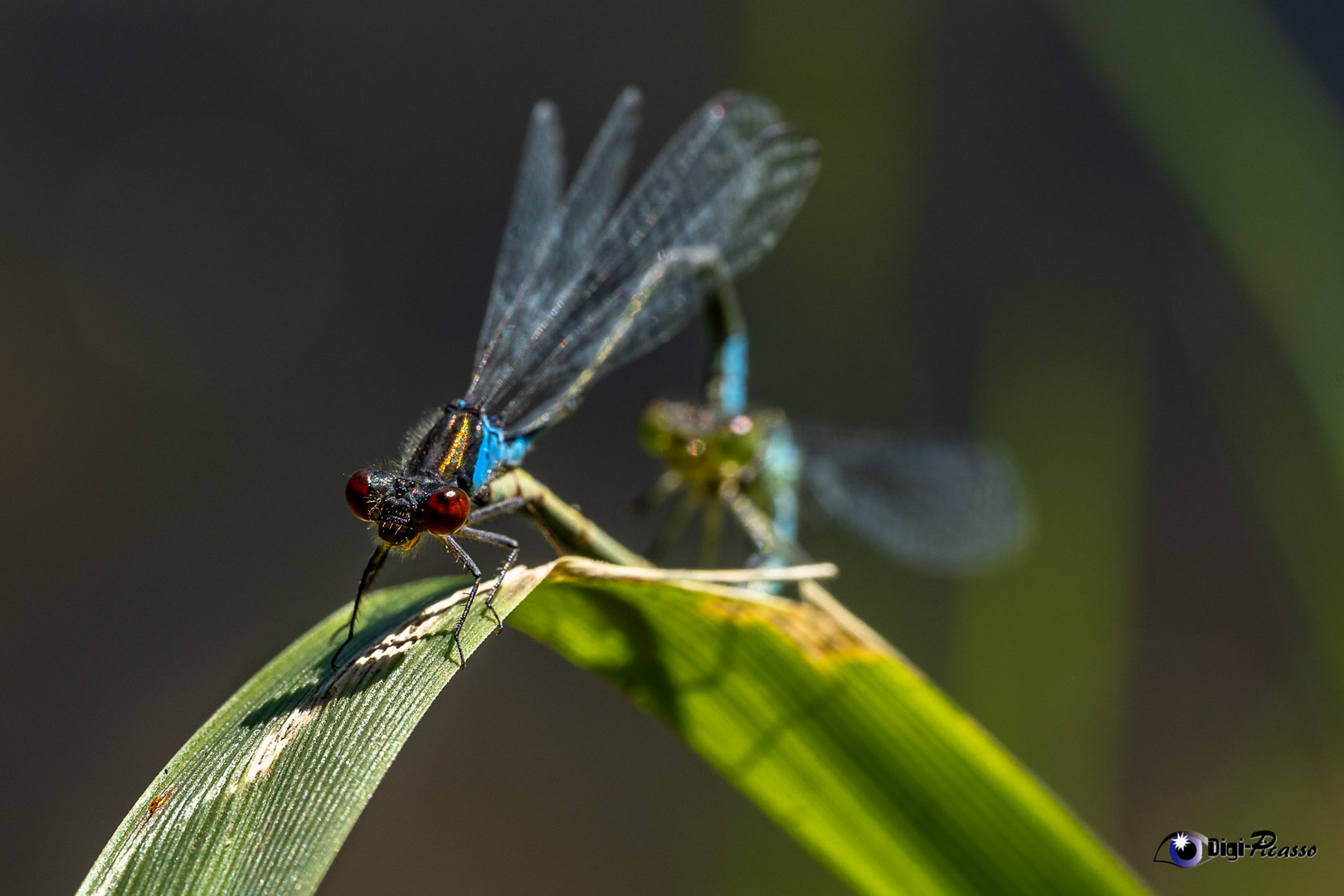 Libellenpaar_Front_DSC5098