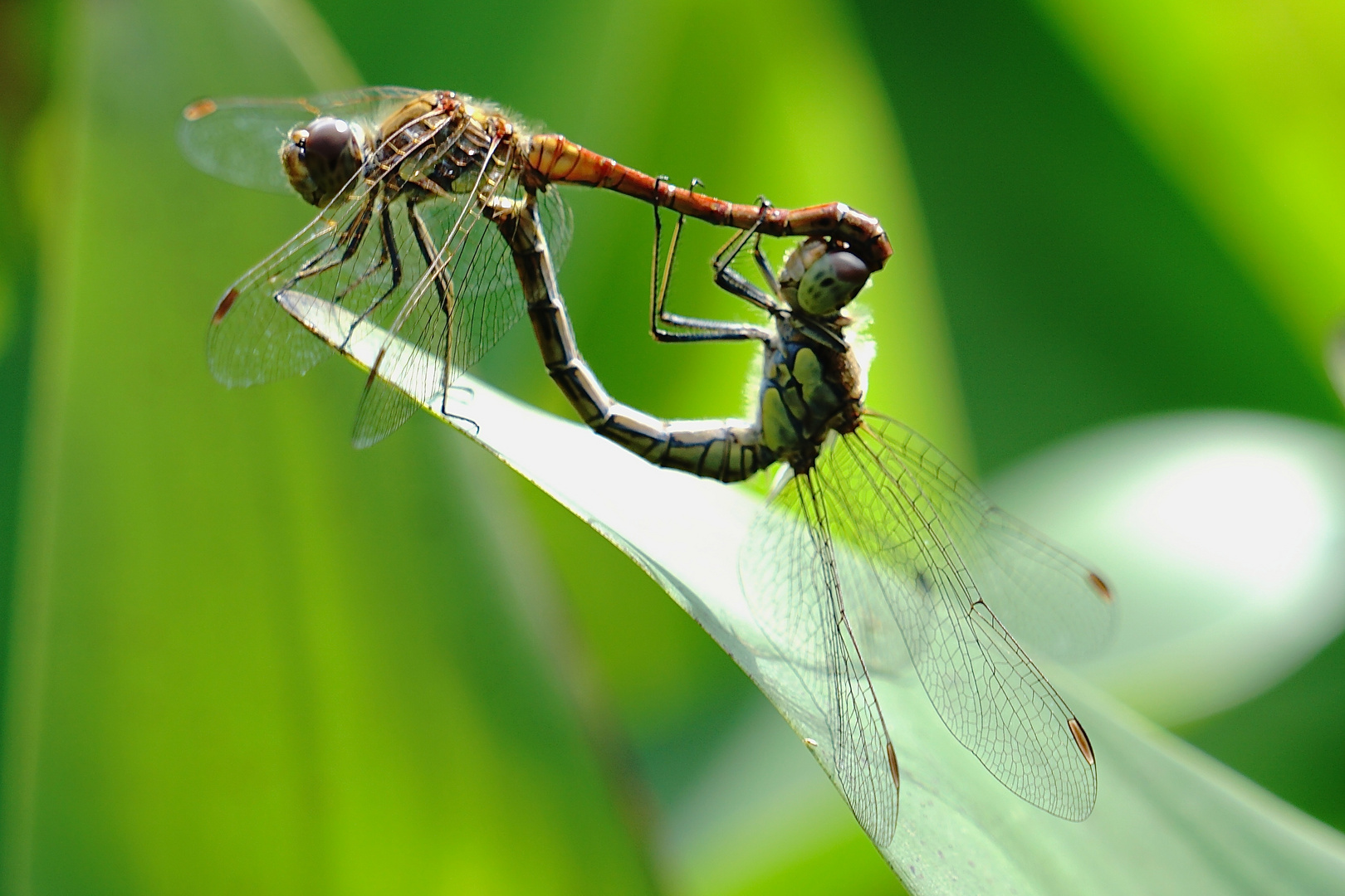 LIBELLENPAARUNG Foto & Bild natur, libelle, paarung Bilder auf LIBELLENPAARUNG Foto & Bild natur, libelle, paarung Bilder auf