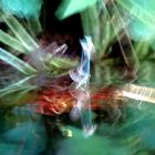 Libellenpaarung am See