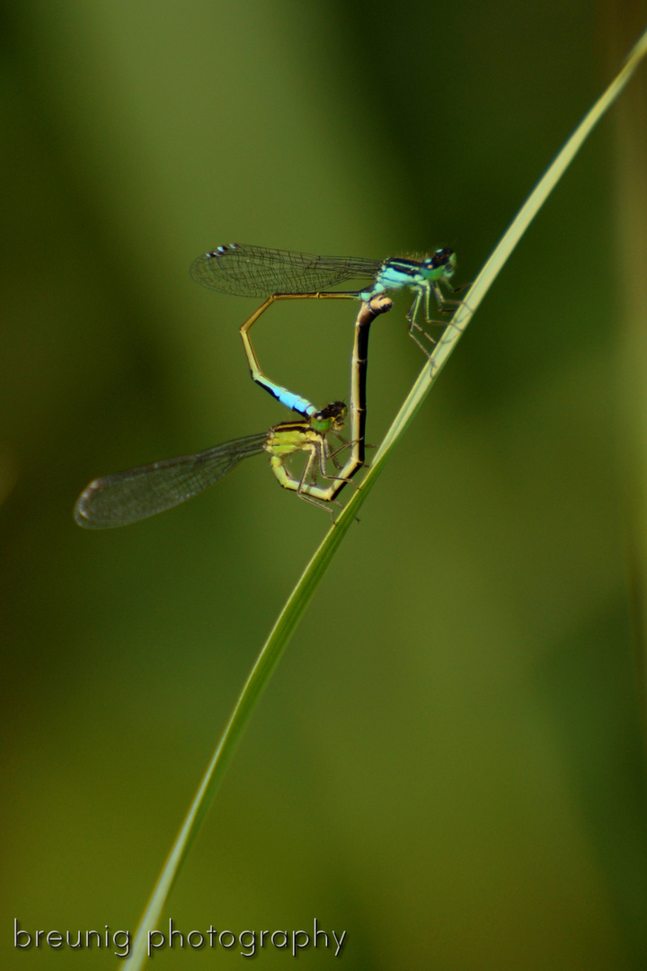 libellenpaarung im parc natural de s'albufera de mallorca