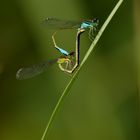 libellenpaarung im parc natural de s'albufera de mallorca