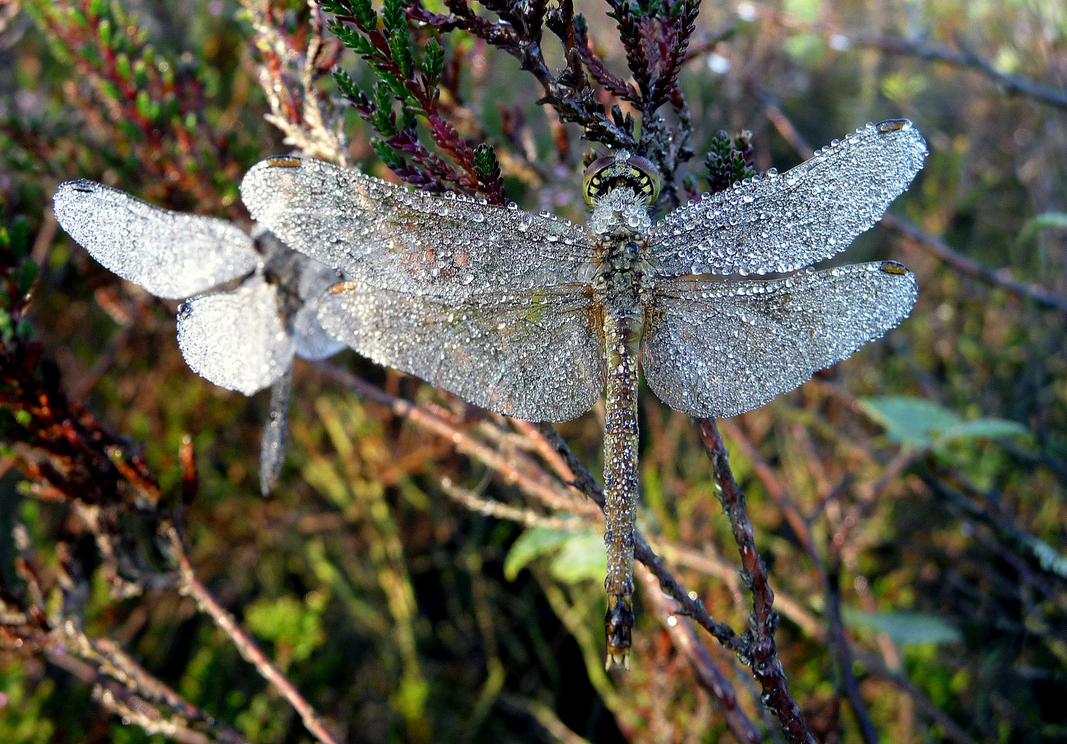 Libellenpärchen im Morgentau