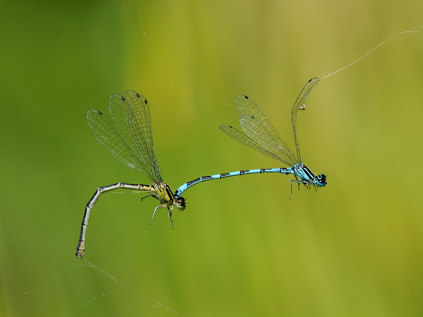 Libellenpärchen im Spinnennetz