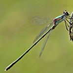 Libellenpirsch ~ Gemeine Weidenjungfer, weiblich