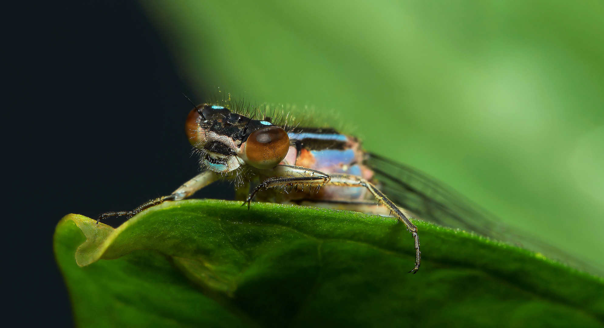 Libellenportrait