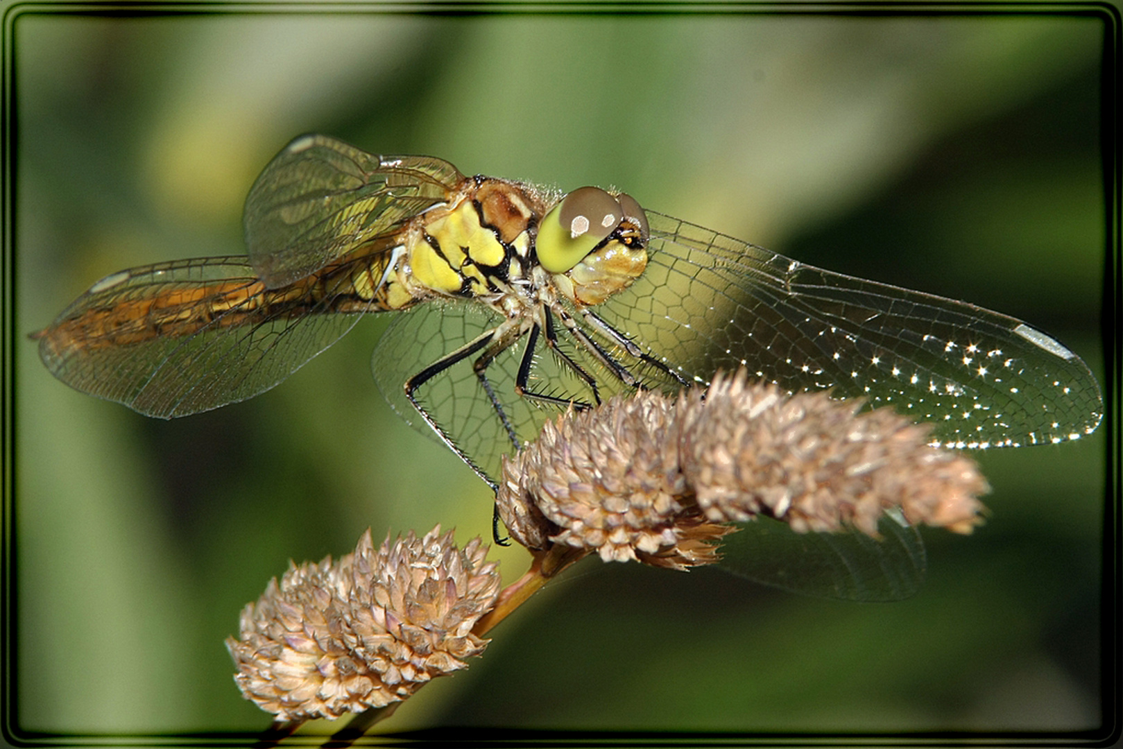 Libellenportrait