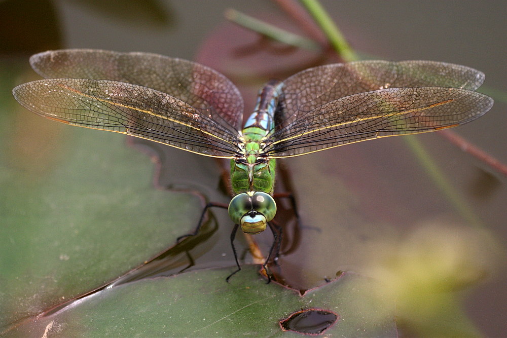 Libellenportrait