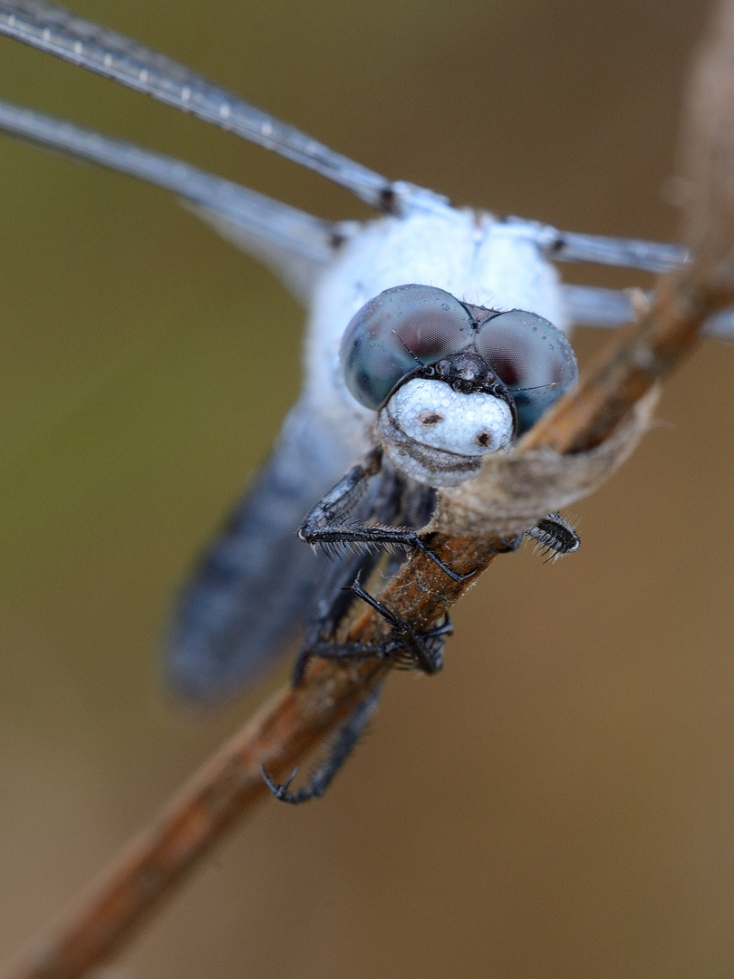 Libellenportrait