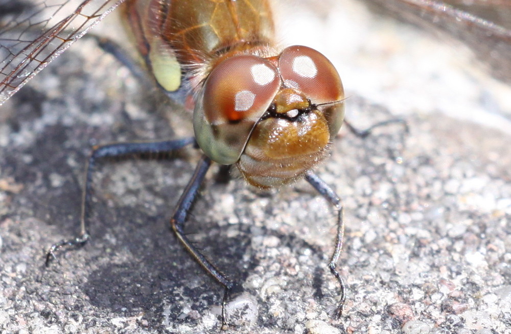 Libellenportrait