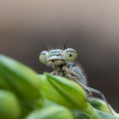 Libellenportrait