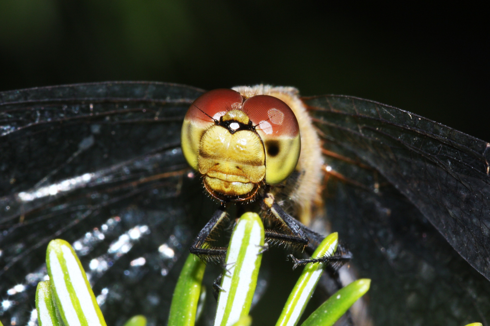 Libellenportrait