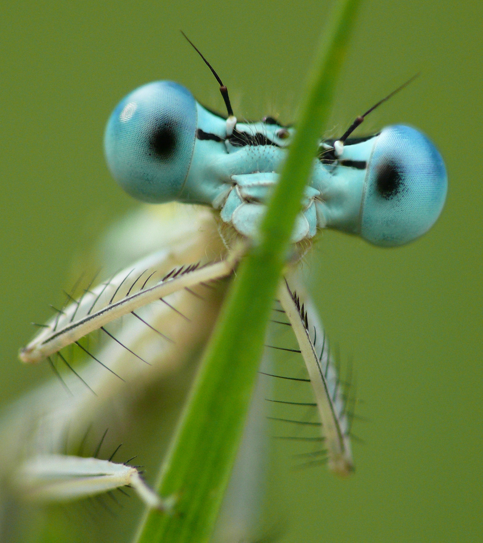 Libellenportrait