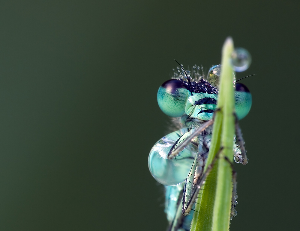 Libellenportrait