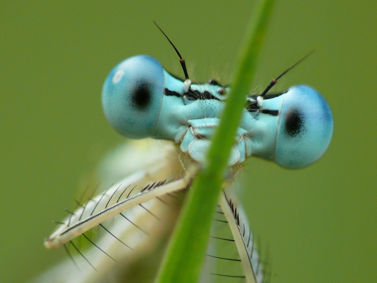 Libellenportrait