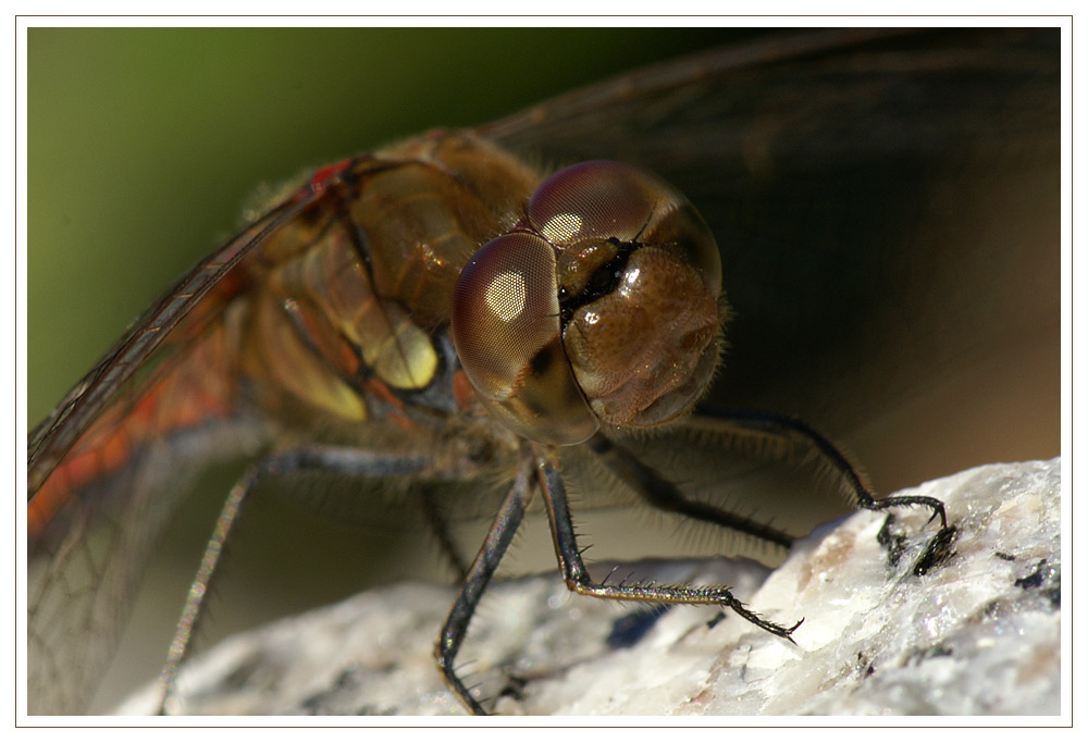 Libellenportrait