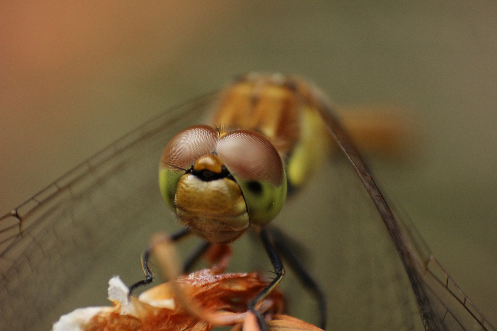 Libellenportrait