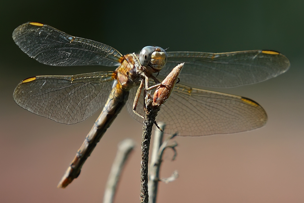 Libellenportrait