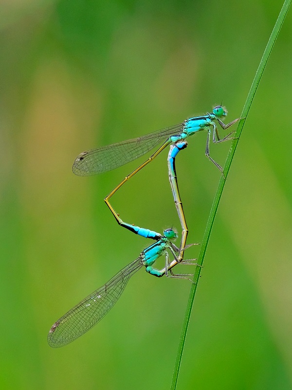 Libellenrad Gr. Pechlibelle