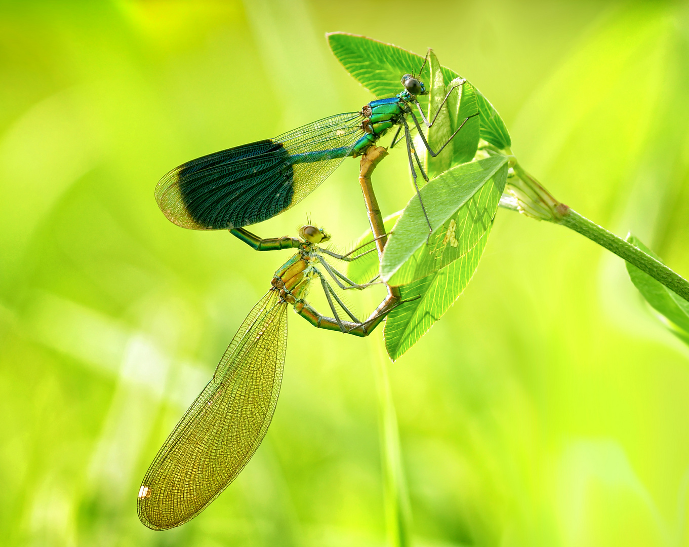 Libellenrad Prachtlibelle