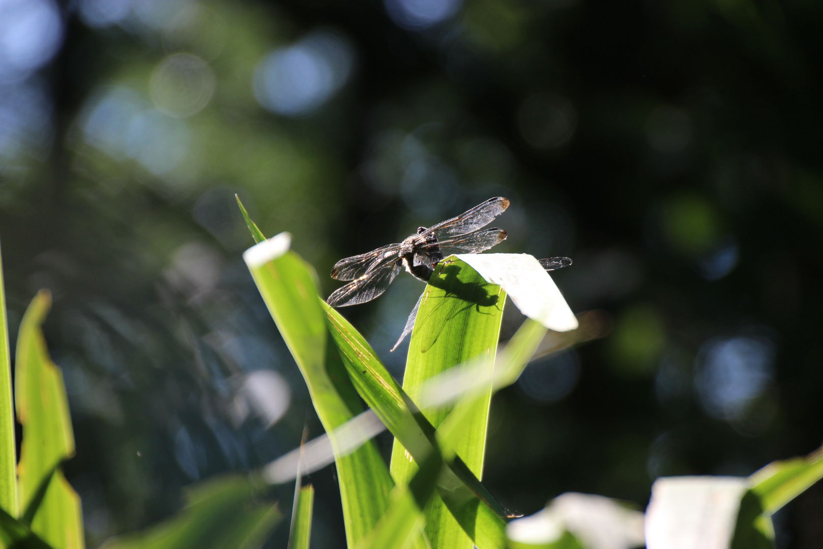 Libellenschatten