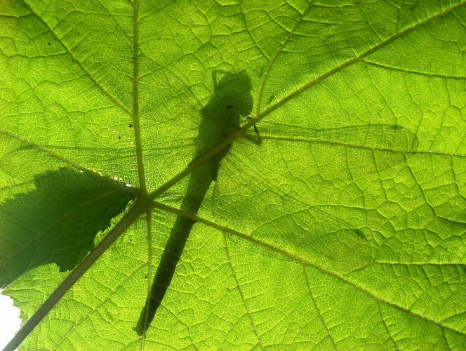 Libellenschatten