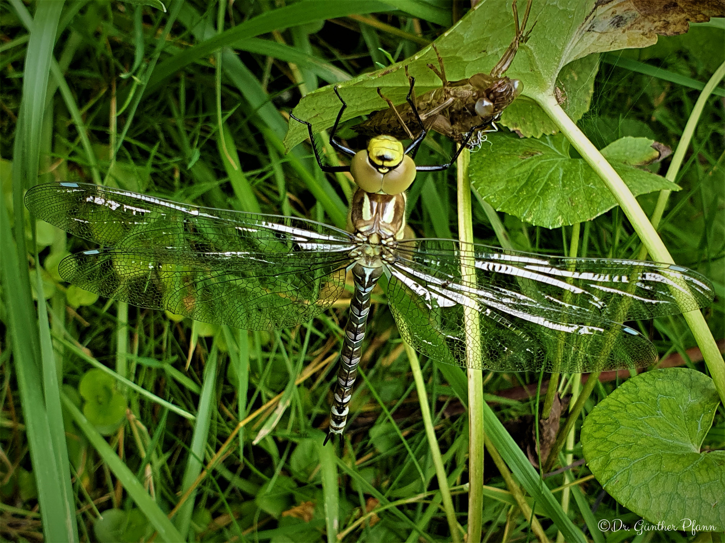 Libellenschlupf am Gartenteich August 2020 Samsung Note 10+