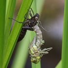 Libellenschlupf der Blaugrünen Mosaikjungfer (Aeshna cyanea) m