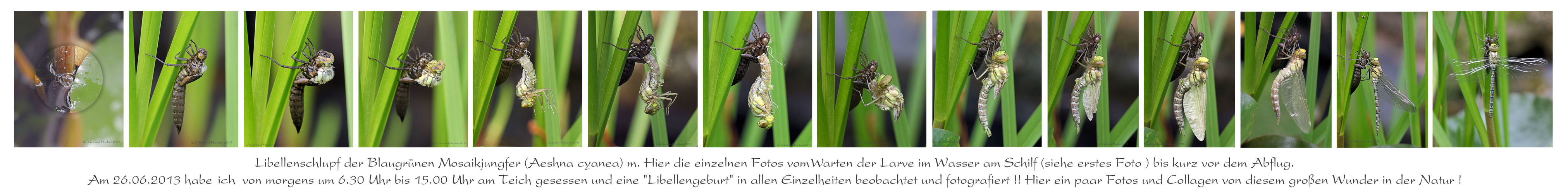 Libellenschlupf der Blaugrünen Mosaikjungfer (Aeshna cyanea) m