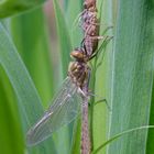 Libellenschlupf Falkenlibelle