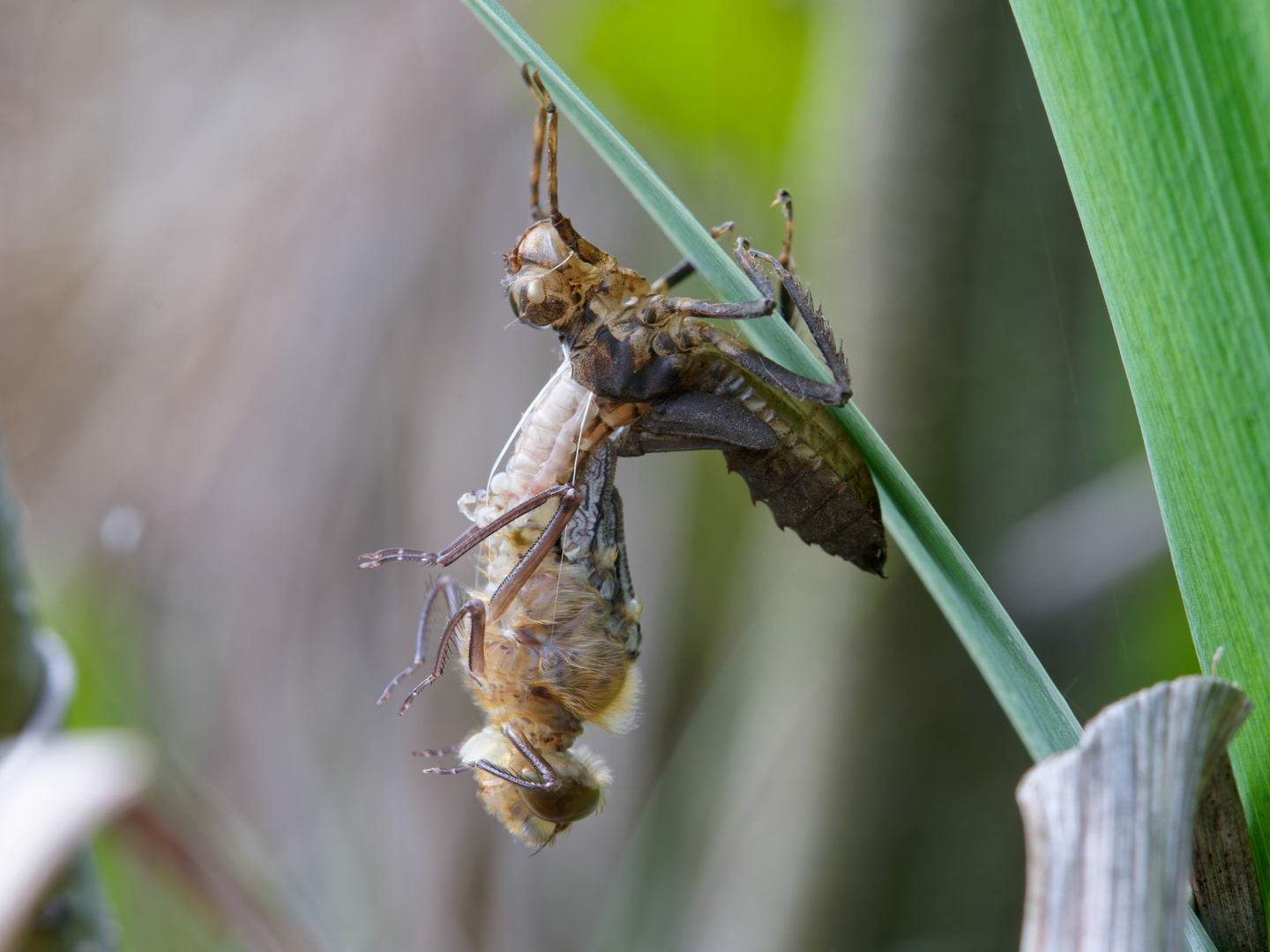 Libellenschlupf Falkenlibelle