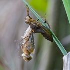 Libellenschlupf Falkenlibelle