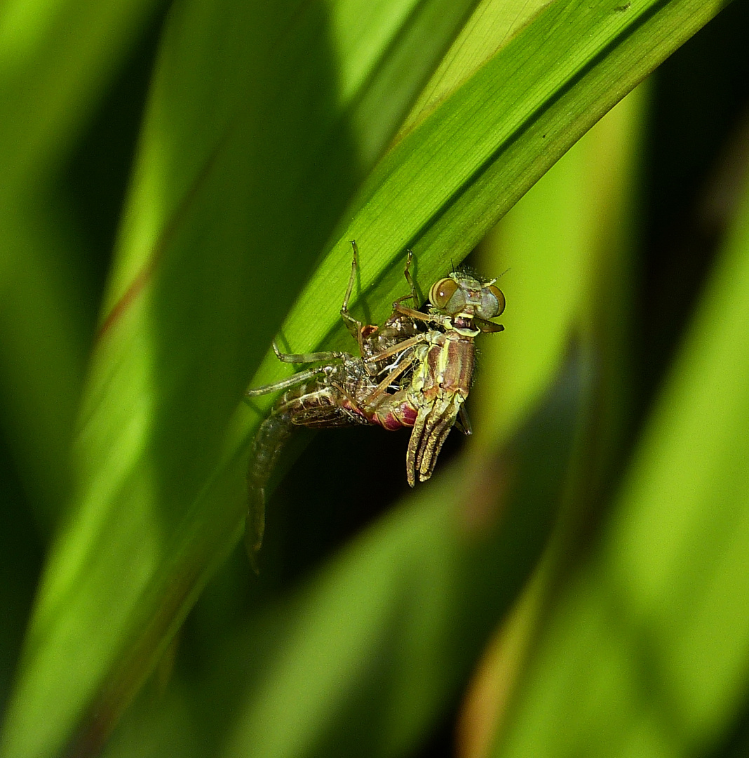 Libellenschlupf Wunder der Natur 2