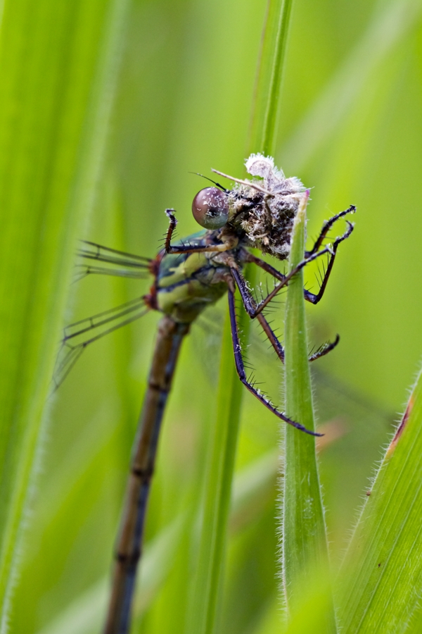 Libellenschmaus