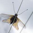 Libellenschmetterlingshaft: Männchen
