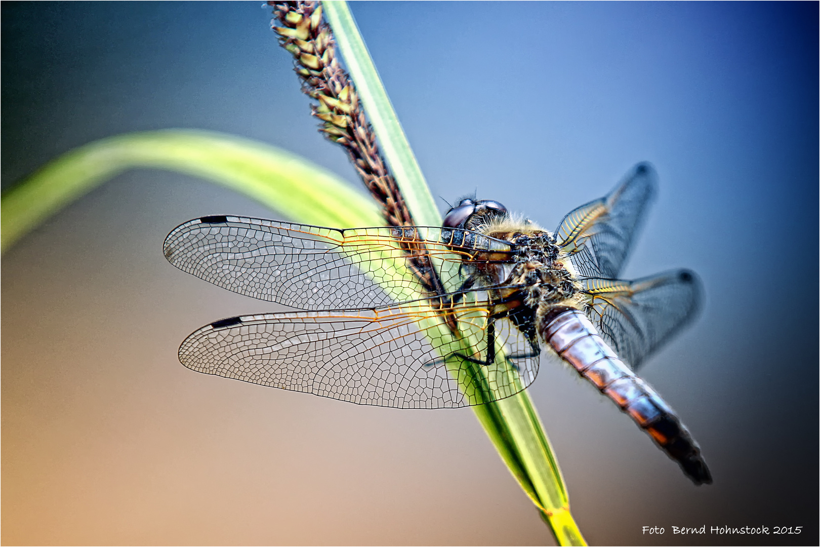 Libellenschönheit .... Spitzenfleck (Libellula fulva)