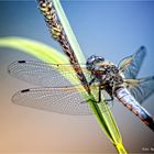 Libellenschönheit .... Spitzenfleck (Libellula fulva)