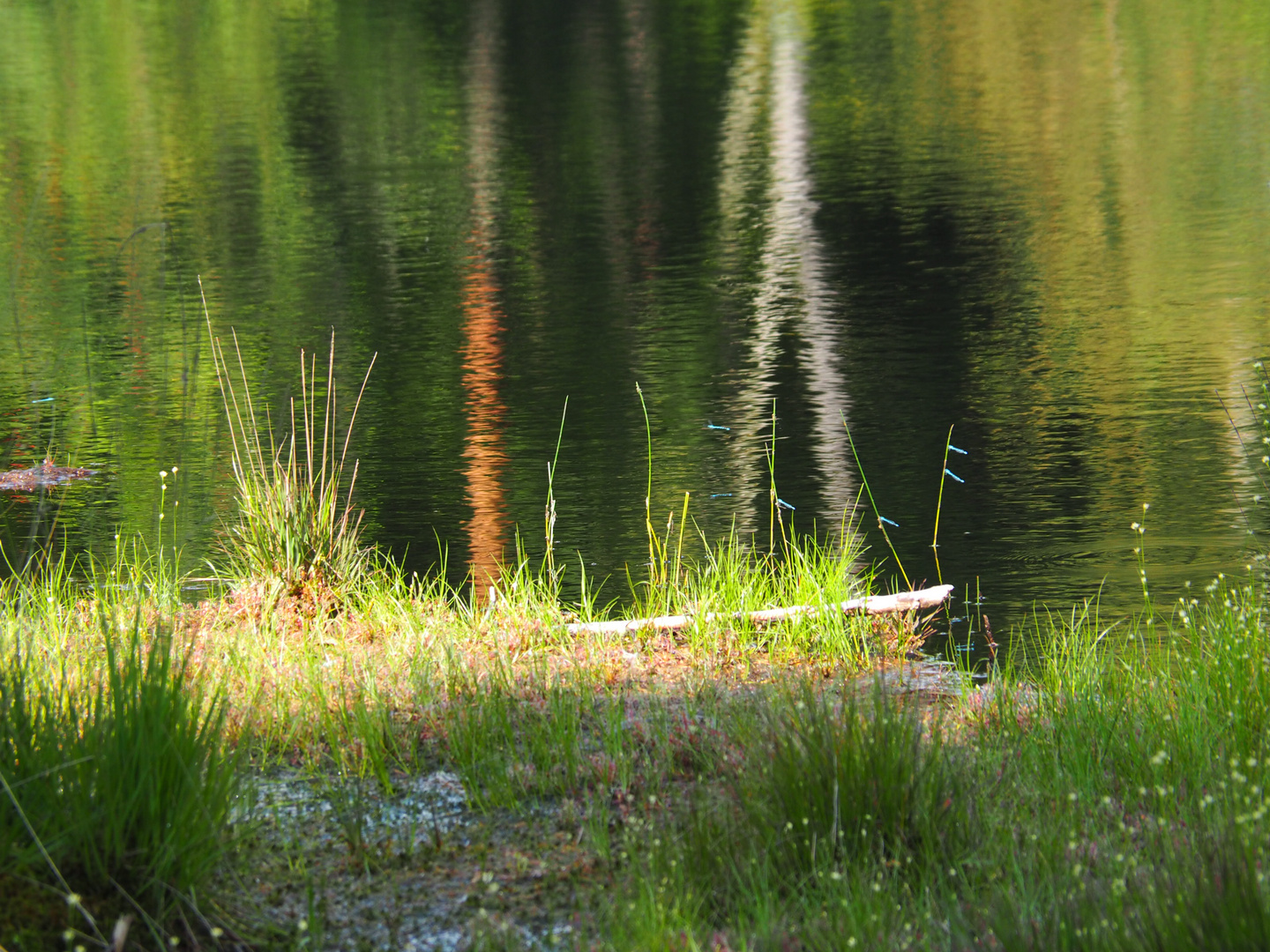 Libellenspiel im Moor