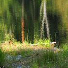 Libellenspiel im Moor