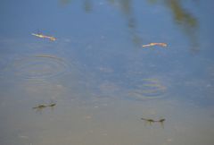 Libellentanz übers Wasser