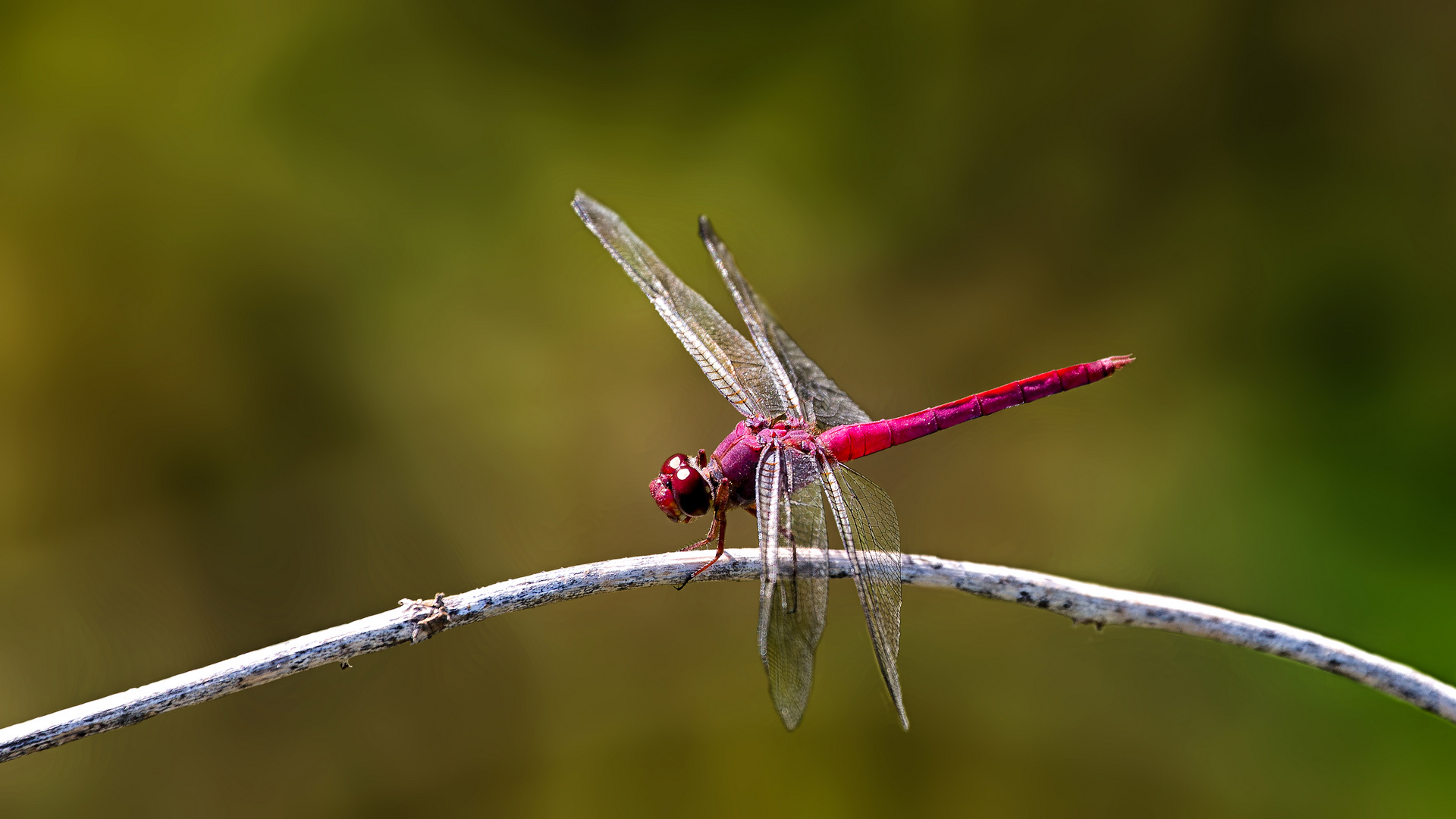 Libelle_Rot