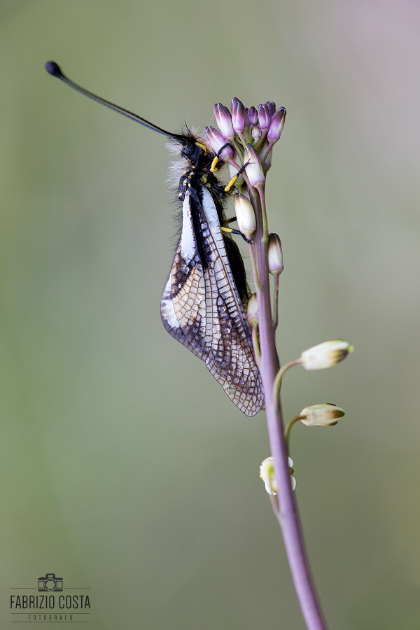 Libelloides