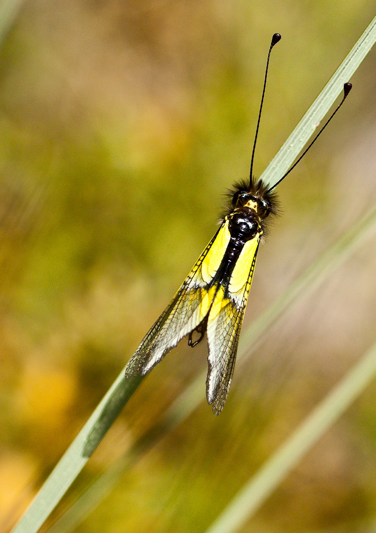 Libelloides Baeticus