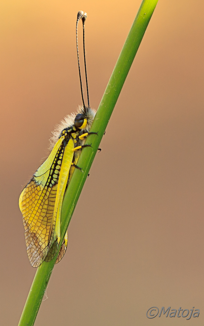 Libelloides Baeticus