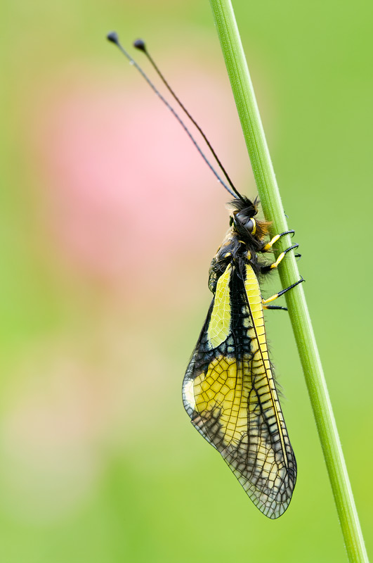 Libelloides coccajus