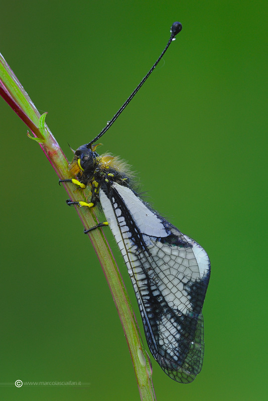 Libelloides coccajus ([Denis & Schiffermüller], 1775)