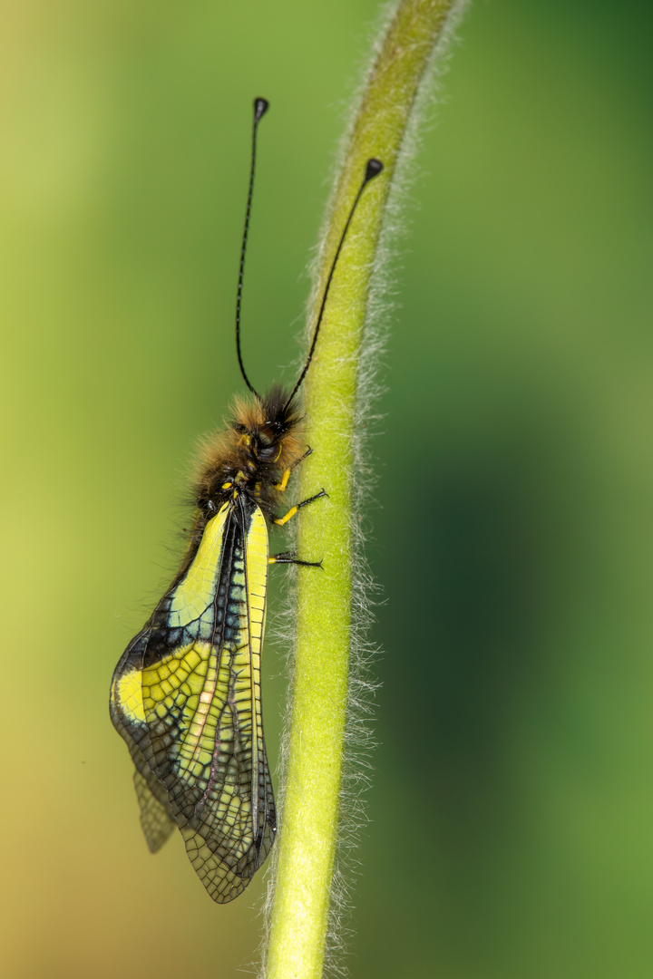 Libelloides coccajus [DENIS & SCHIFFERMÜLLER], 1775