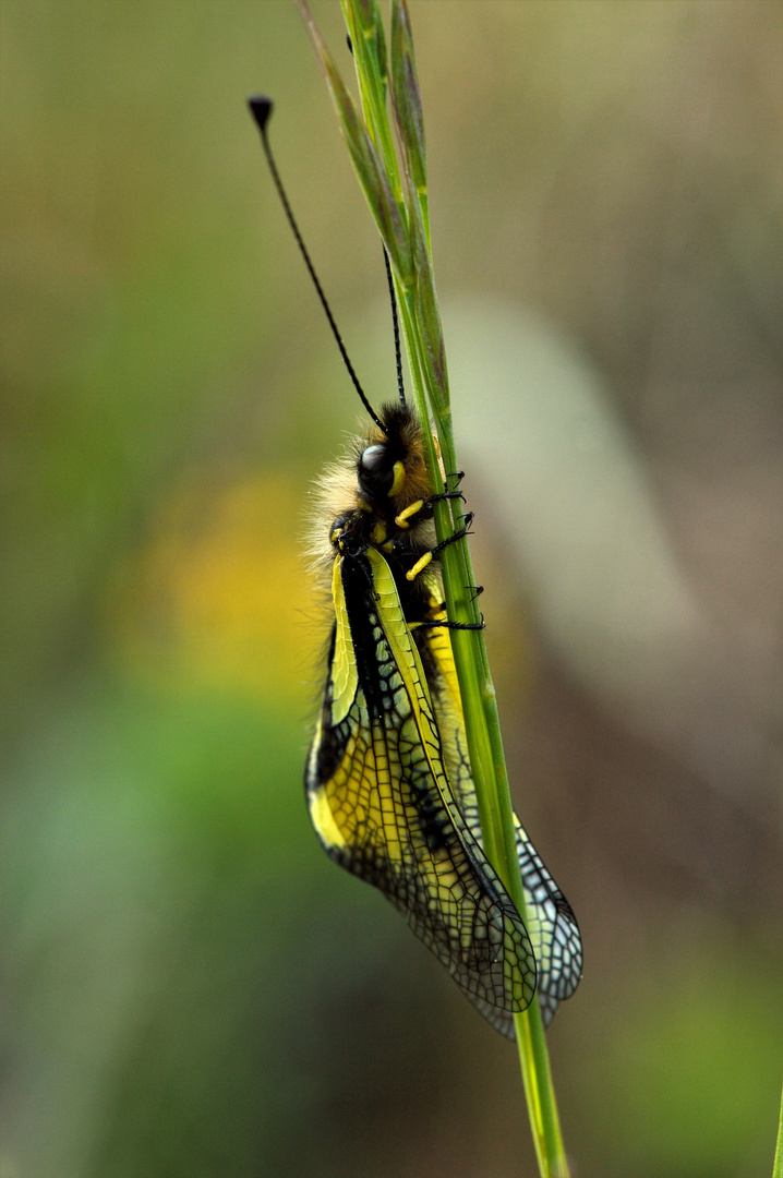 Libelloides coccajus, Libellen-Schmetterlingshaft