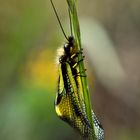 Libelloides coccajus, Libellen-Schmetterlingshaft