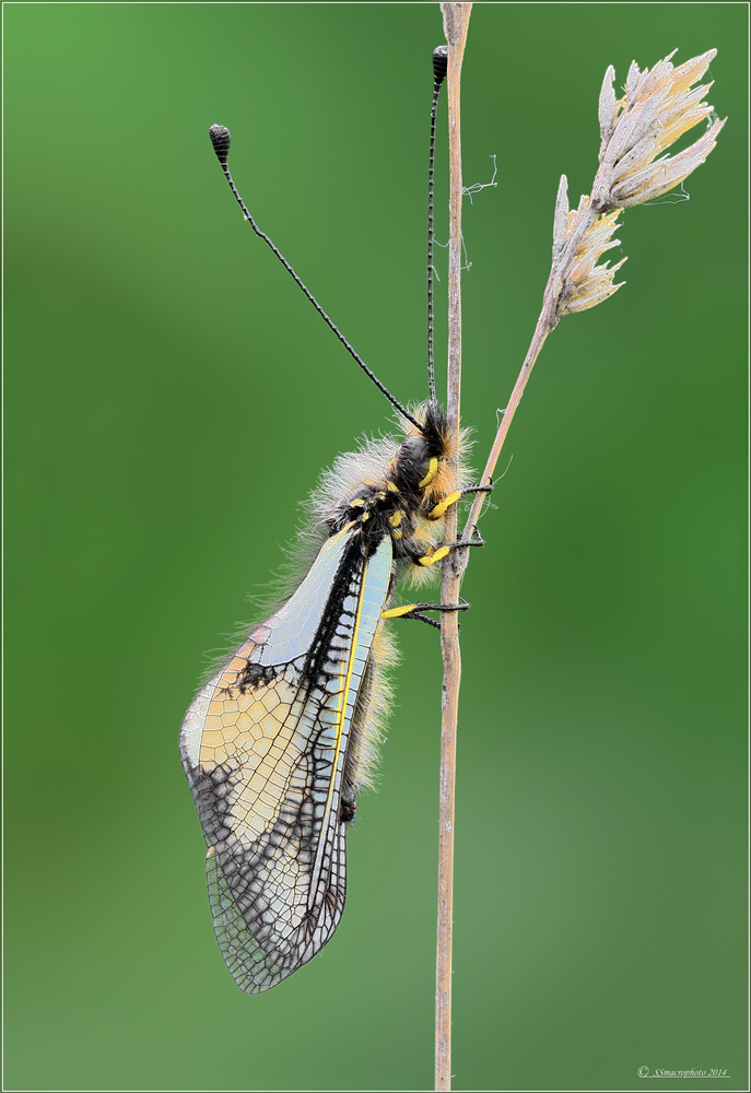 Libelloides coccajus MMXIV